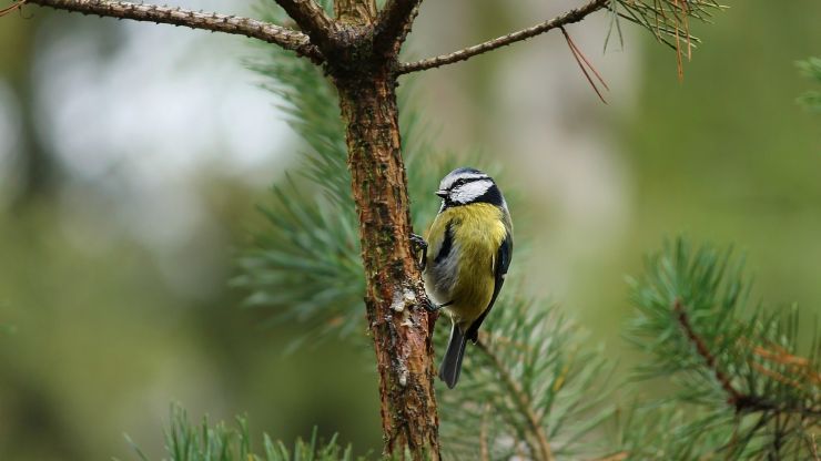 Piante per il giardino per attirare gli uccelli