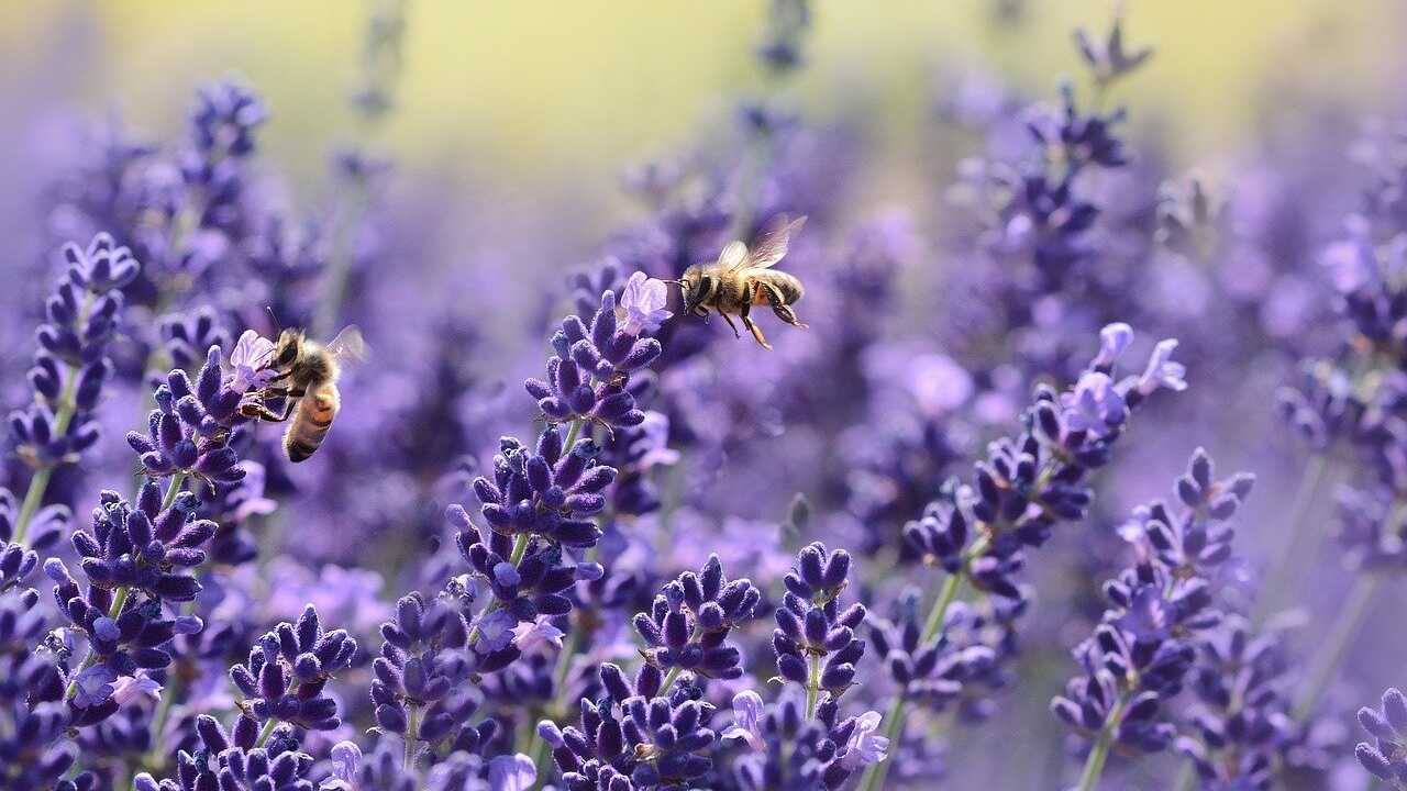 Piante per attirare le api