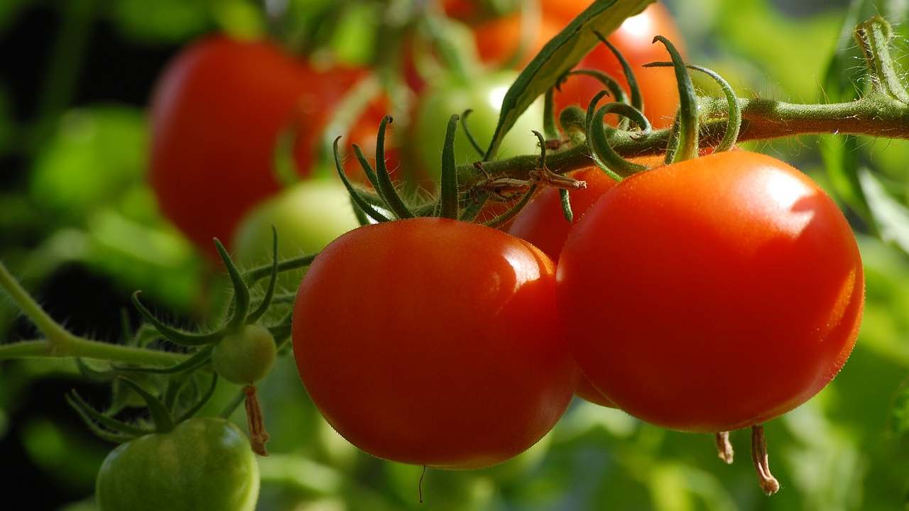 pomodori orto vaso