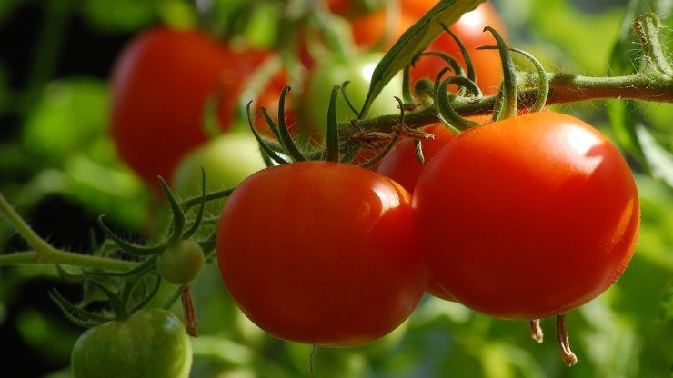 piantare i pomodori