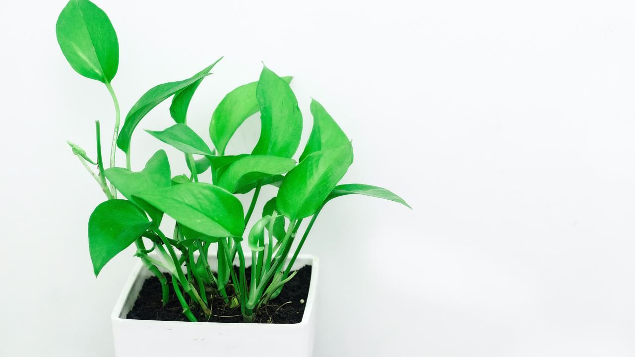pothos posto migliore bagno