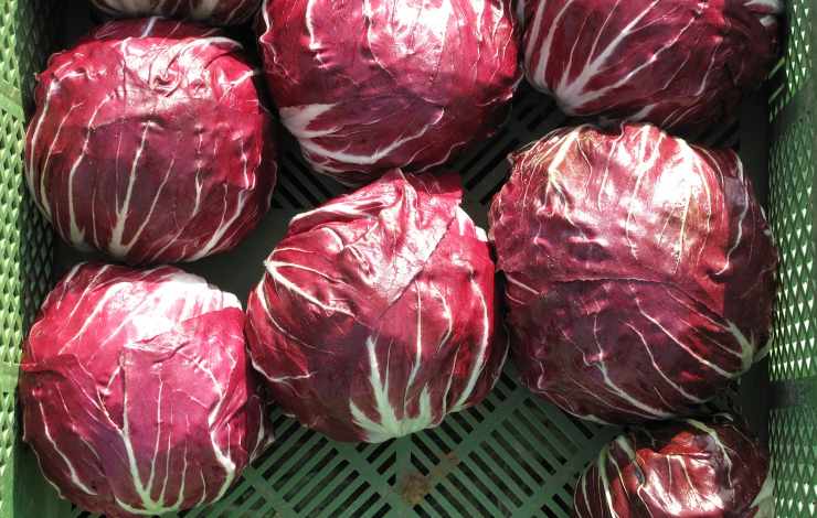 radicchio