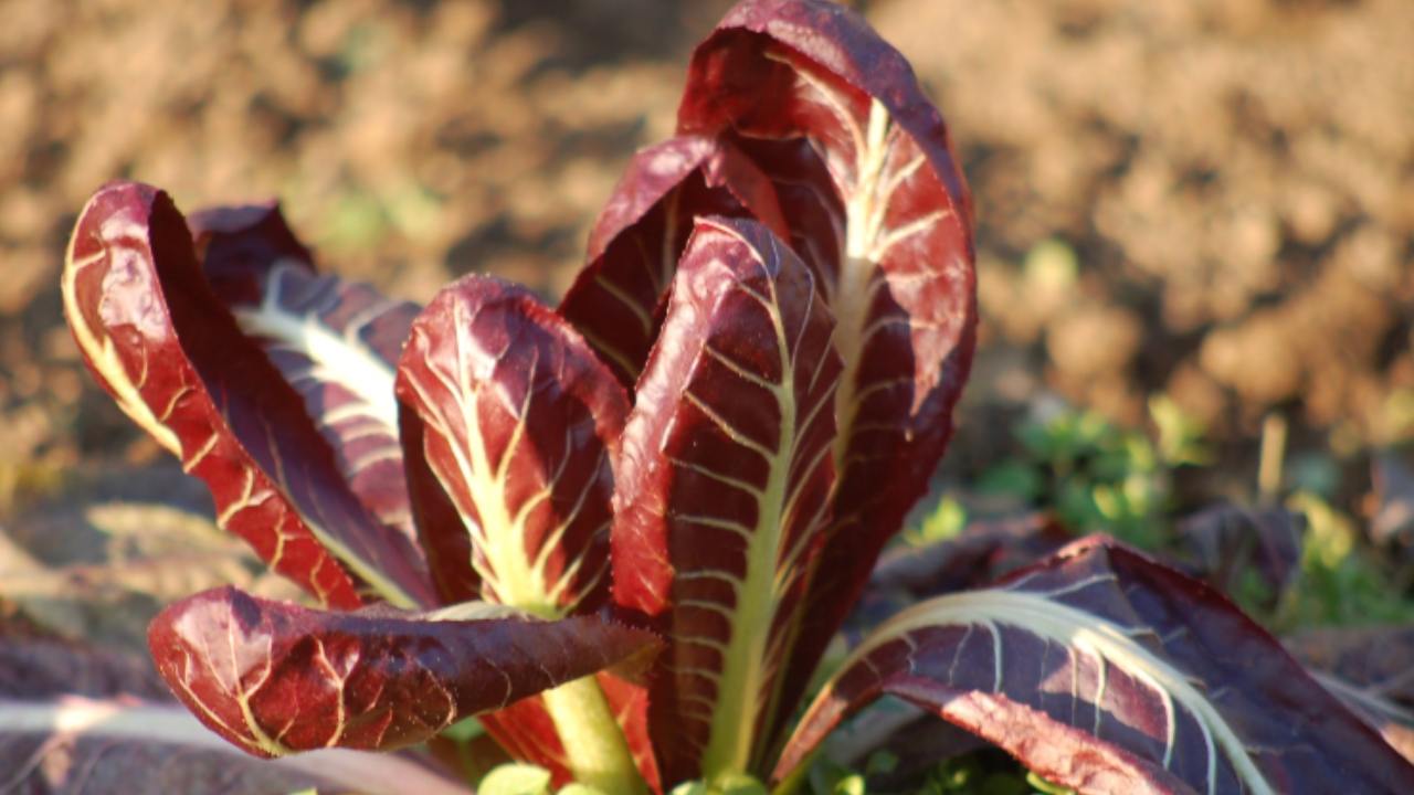 piantagione radicchio