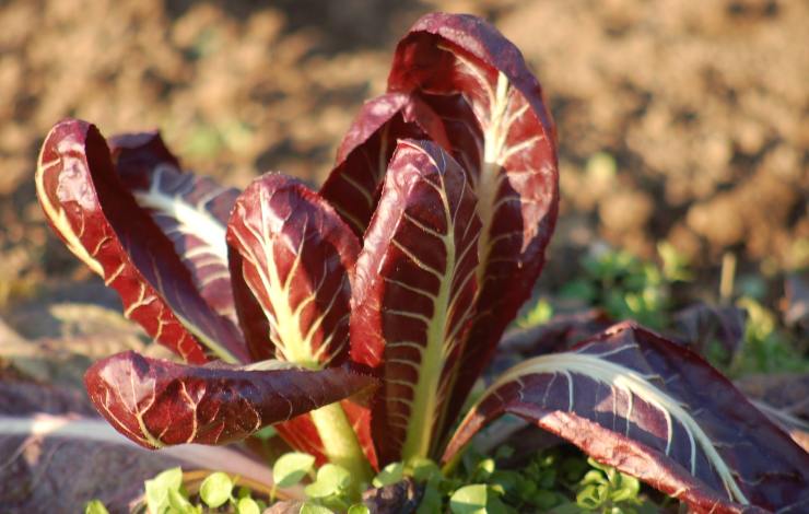 radicchio