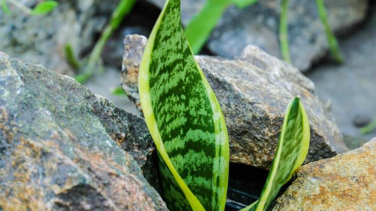 pianta sansevieria 