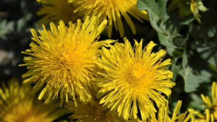 Taraxacum officinale