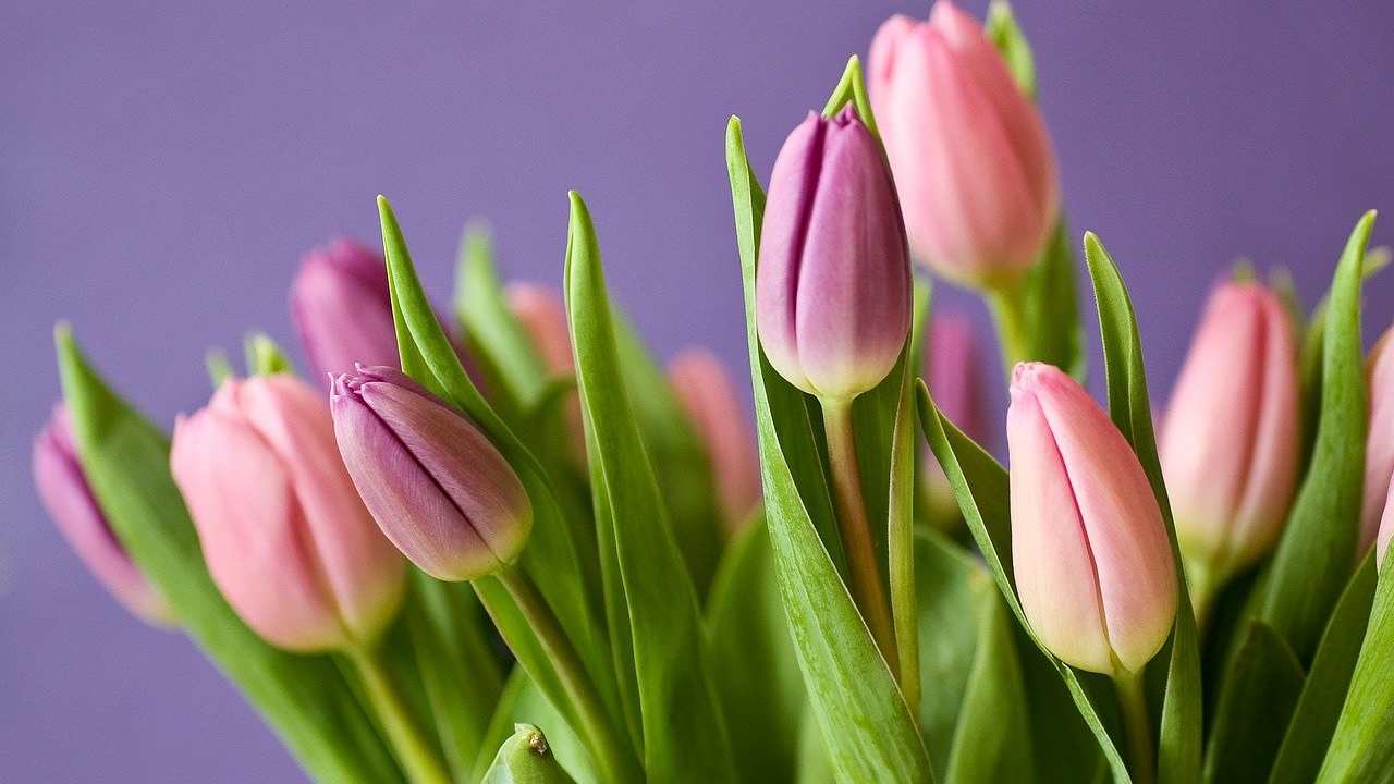 tulipani concime naturale