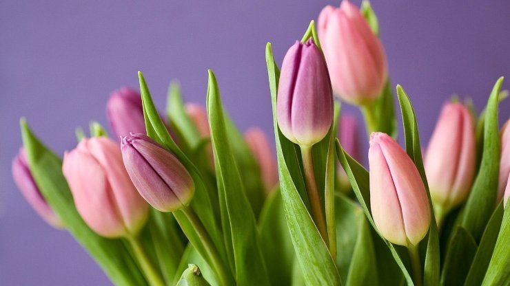 tulipani concime 