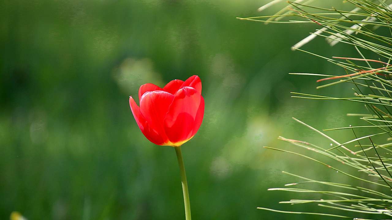 aprile nuove piante giardino