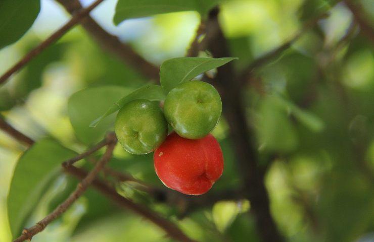 acerola vitamina C anemia