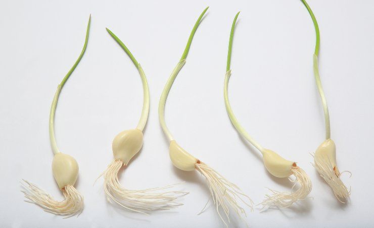aglio germogliato mangiare