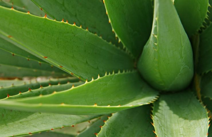 foglie rosse aloe vera