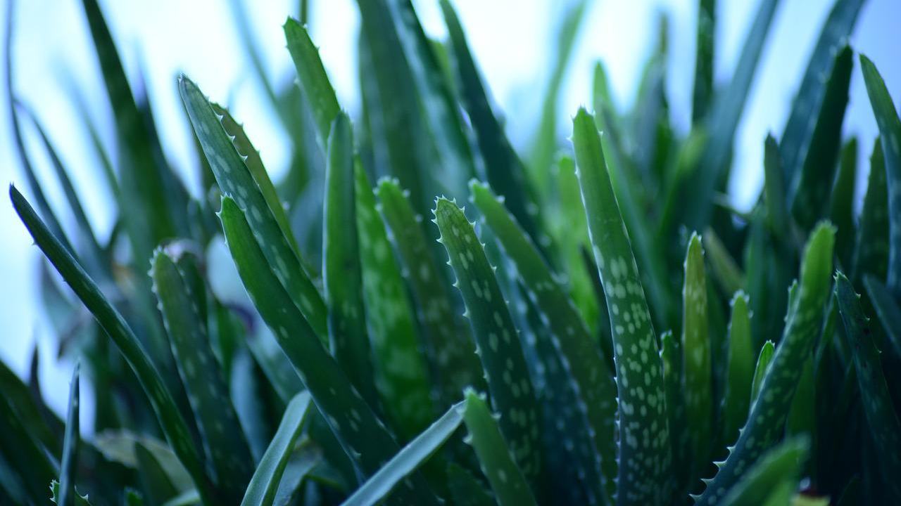 aloe vera foglie secche problema