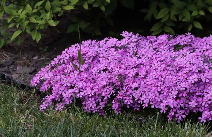 Aubretia Aubrezia coltivazione