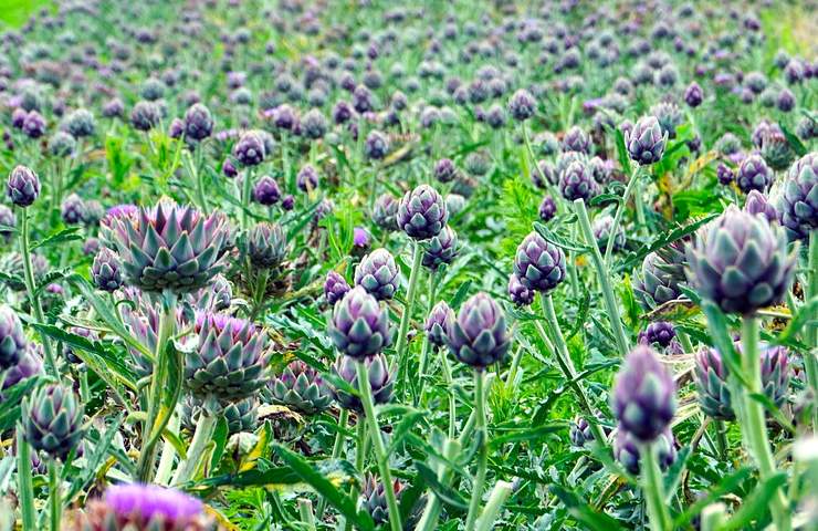 Agricoltura bio non sempre vincente