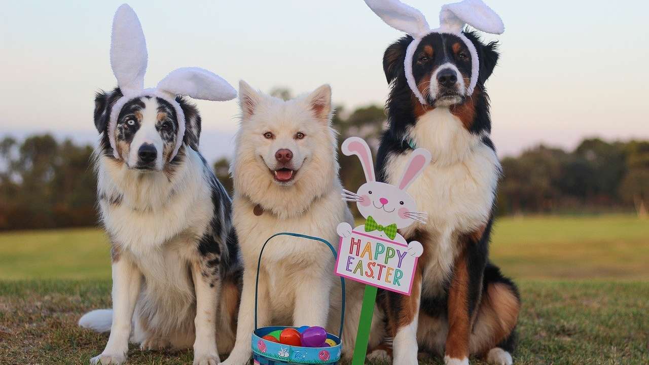 Cani di pasqua