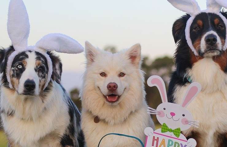 Cani pasqua