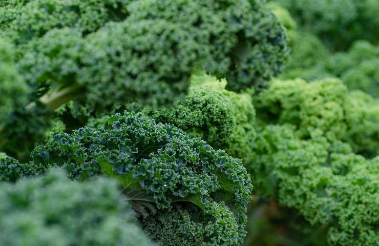 prevenzione infarti ictus consumo verdure