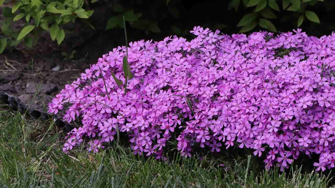 coltivare casa aubretia