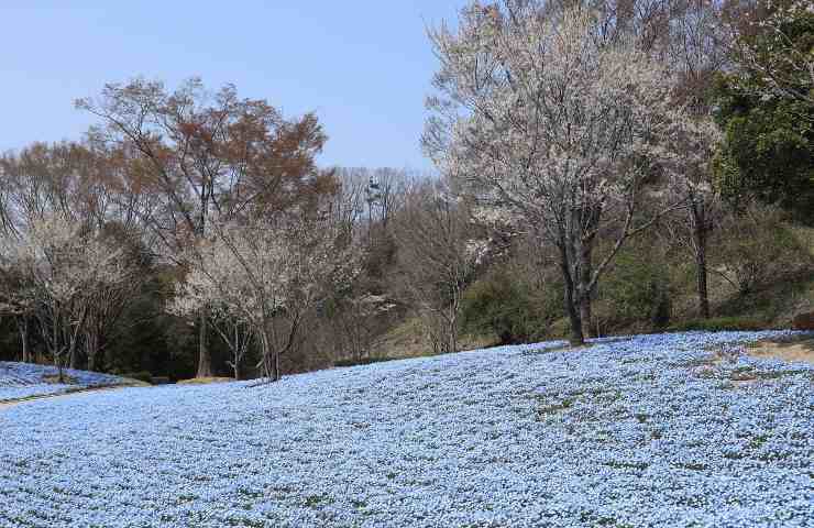 fioritura nemophilia blu coltivazione