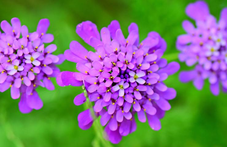 Iberis giardino varietà