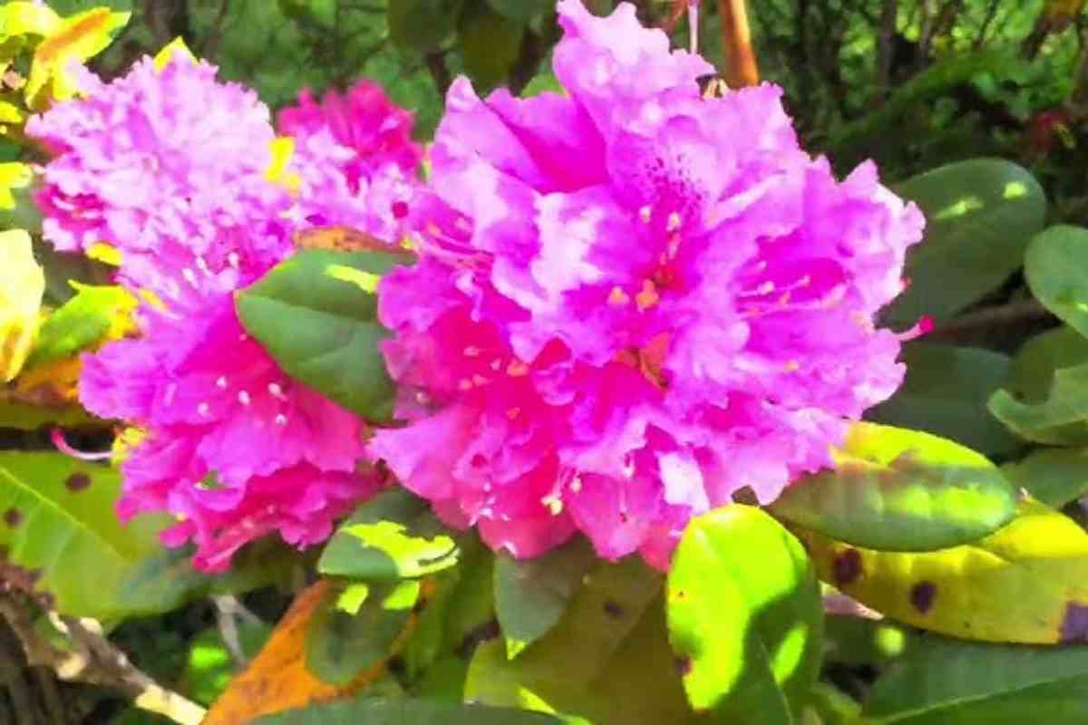 un'azalea fiorita