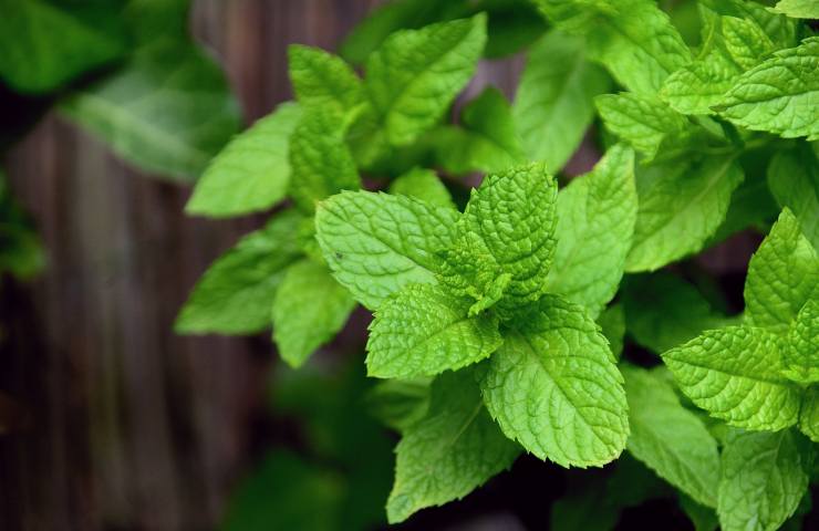 Menta pianta
