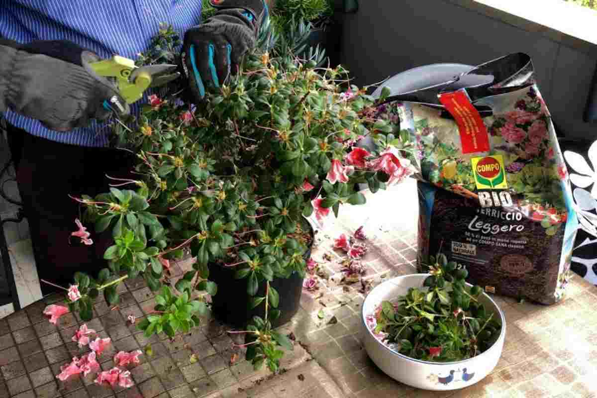 azalea che sta seccando e un giardiniere che se ne prende cura