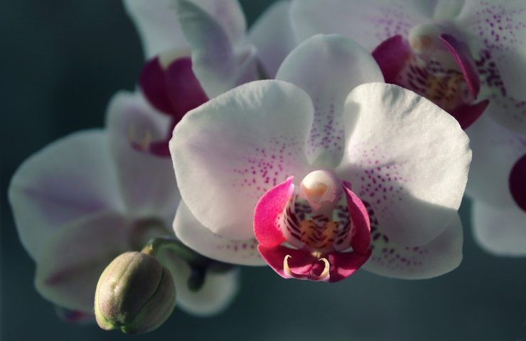 Delle orchidee magnificamente fiorite