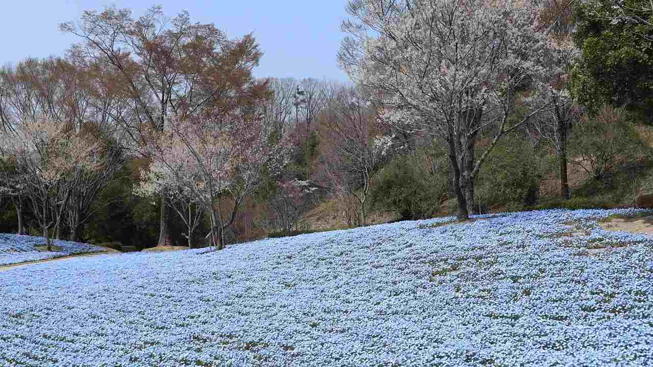 fioritura nemophila blu distesa