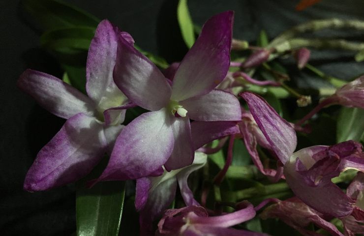 Orchidea appassita