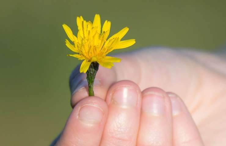 Fiori e piccoli gesti 