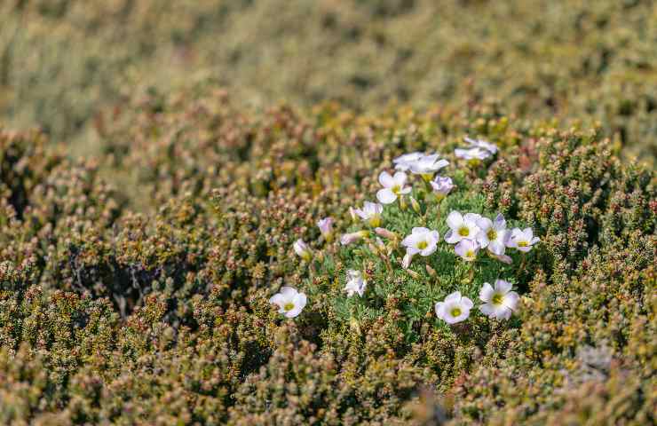 pianta perenne Sarcocapnos enneaphylla