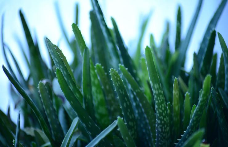 aloe vera foglie luminosità