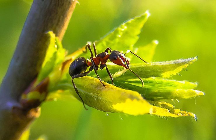 rimedio naturale scacciare formiche