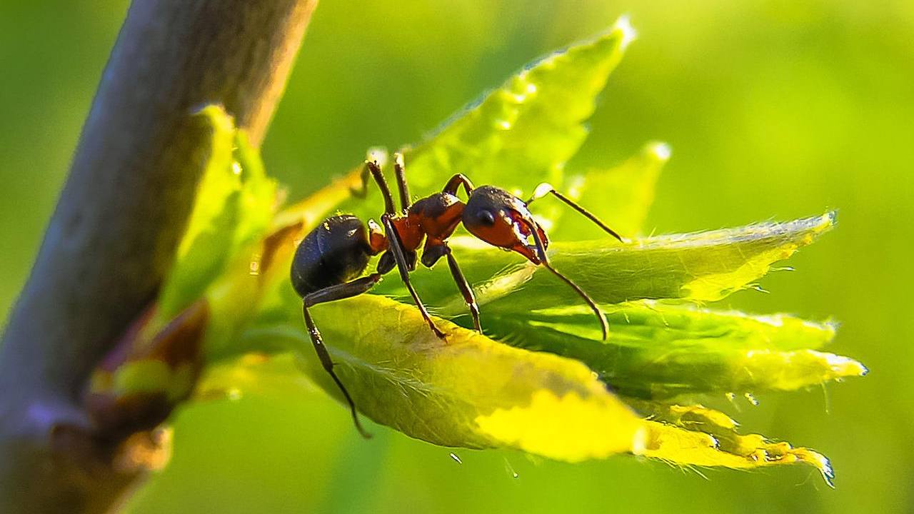 rimedio naturale allontanare formiche casa