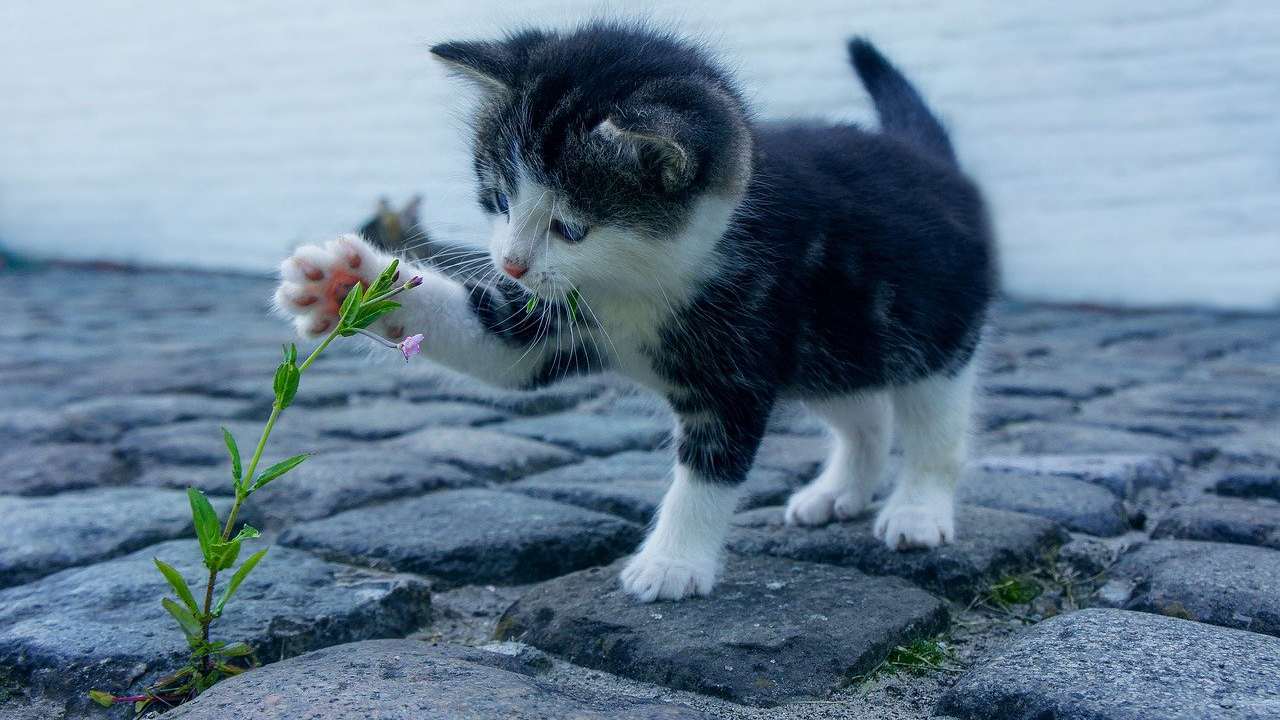 Gatti esseri spirituali