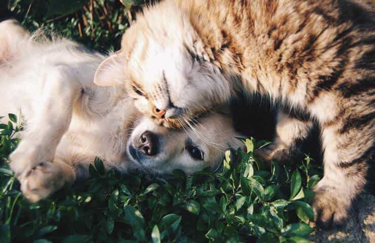 Gatto e cane sull'erba (Pexels)