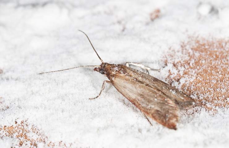 rimedi naturali allontanare farfalline pasta