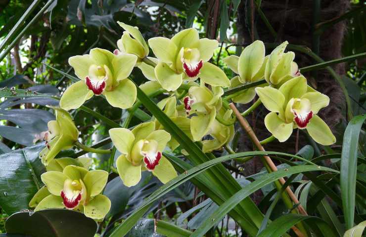 coltivazione orchidea Cymbidium