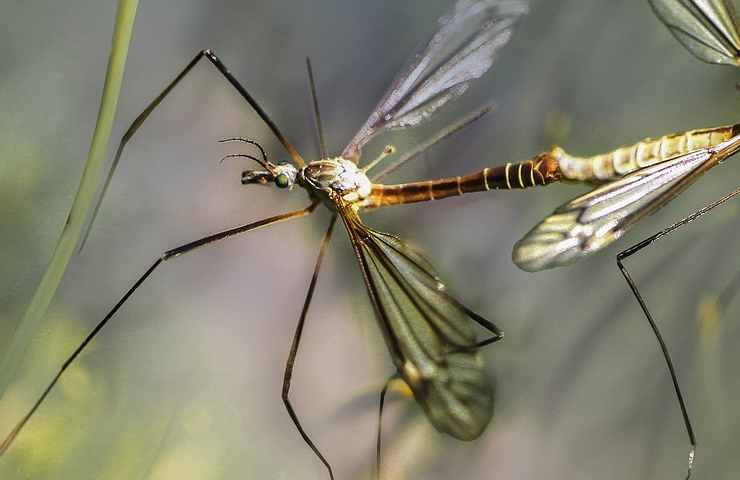 Zanzariere metodi pulizia