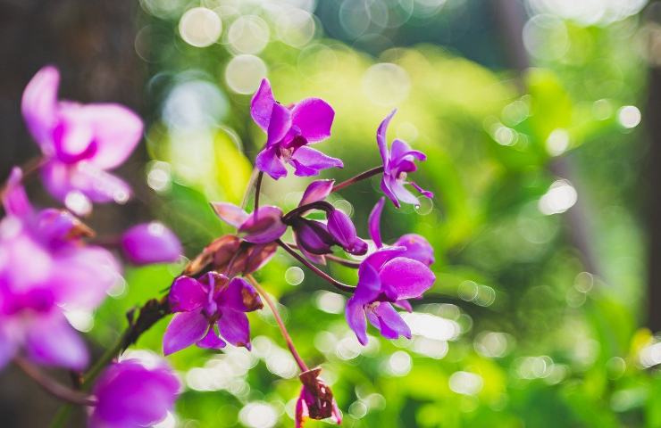 orchidea varietà bella Cymbidium