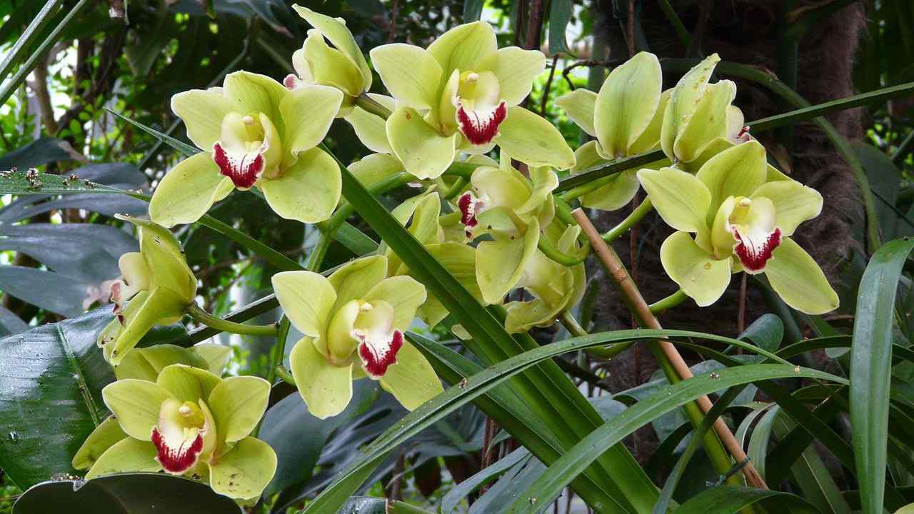 coltivare orchidea varietà Cymbidium