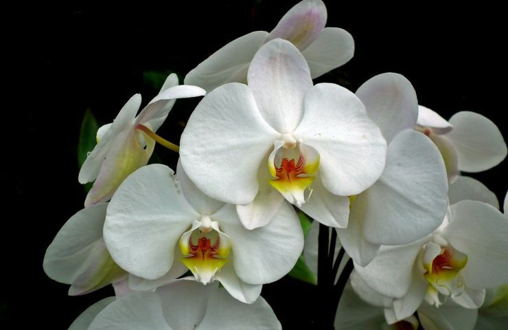 Orchidee dall'aspetto meraviglioso