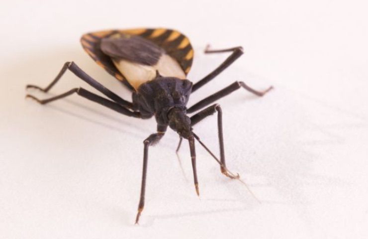 malattia Chagas parassita