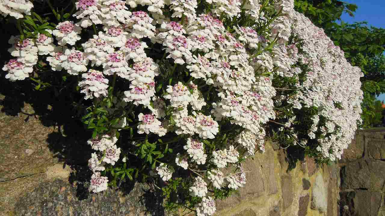 pianta ornamentale giardino Iberis