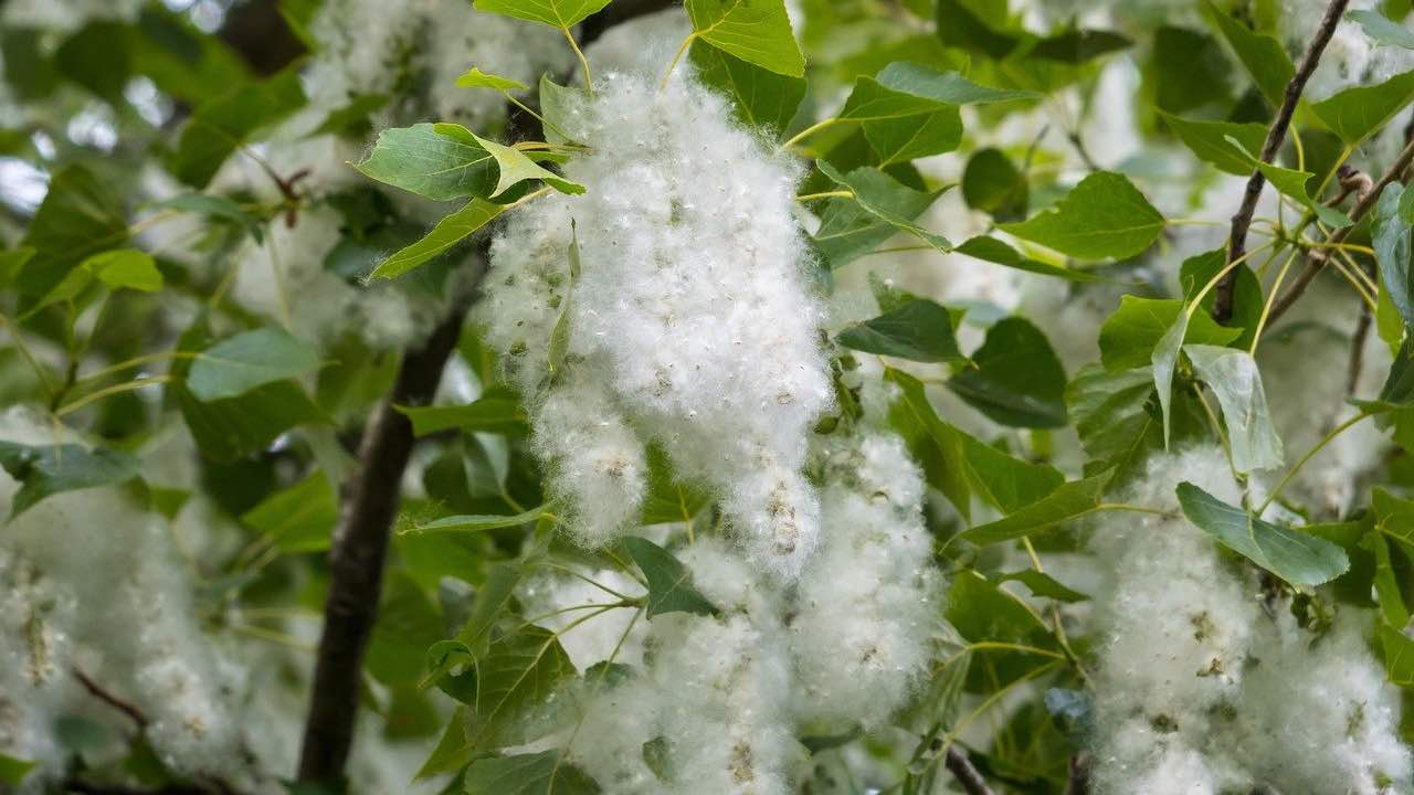 calmare allergie pianta