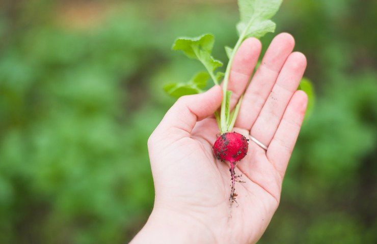 benefici ravanelli dieta