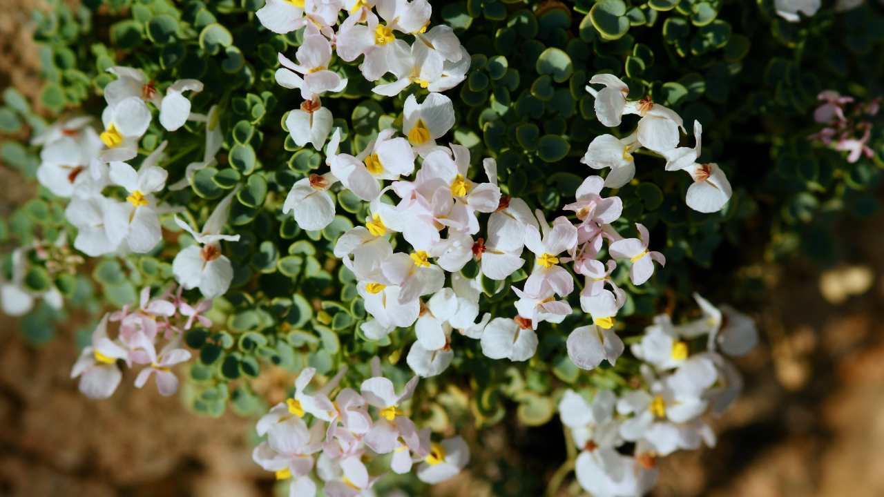 Sarcocapnos enneaphylla pianta giardini pareti