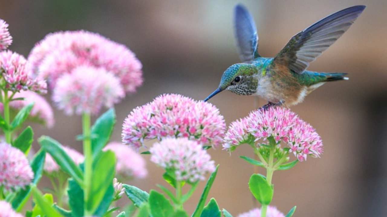 Come tenere gli uccelli fuori dal giardino